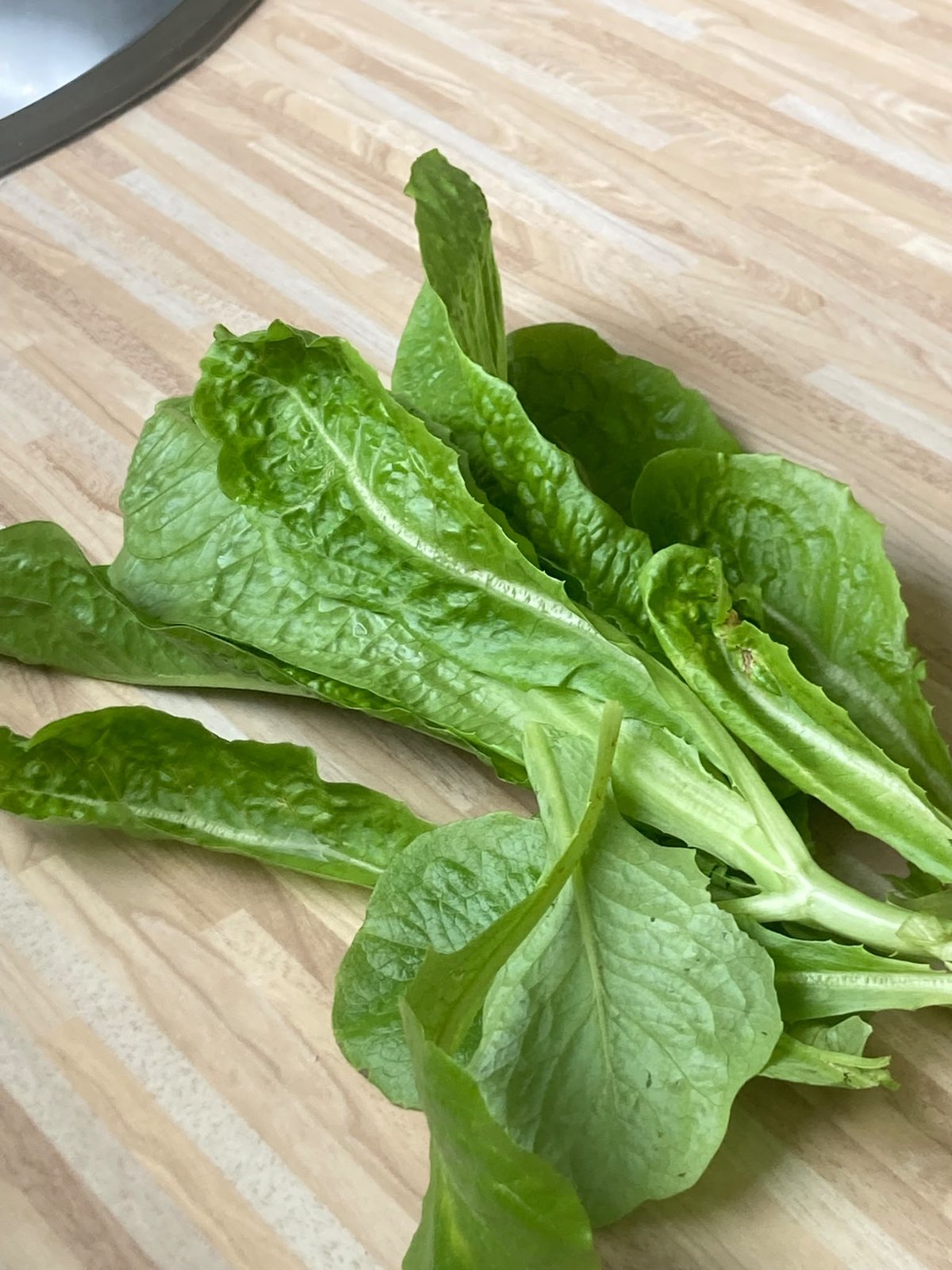 Récolte de salade