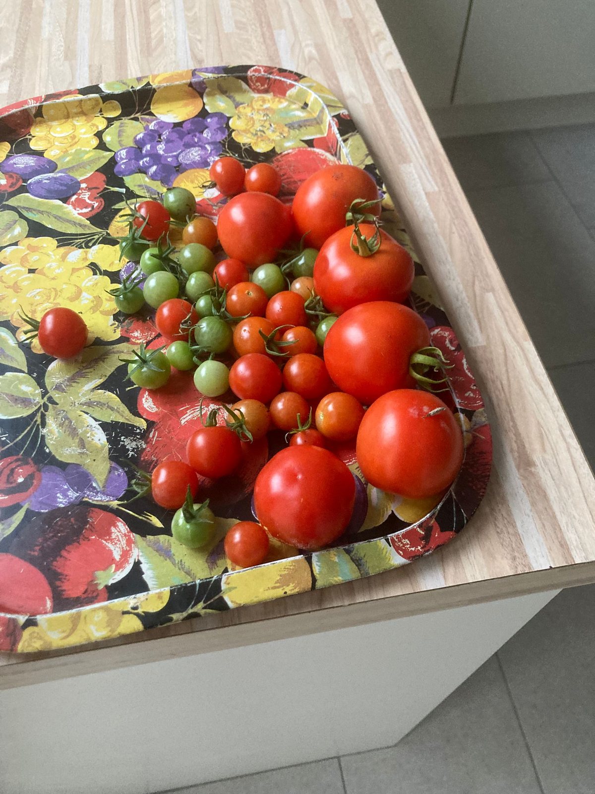 Récolte de tomates